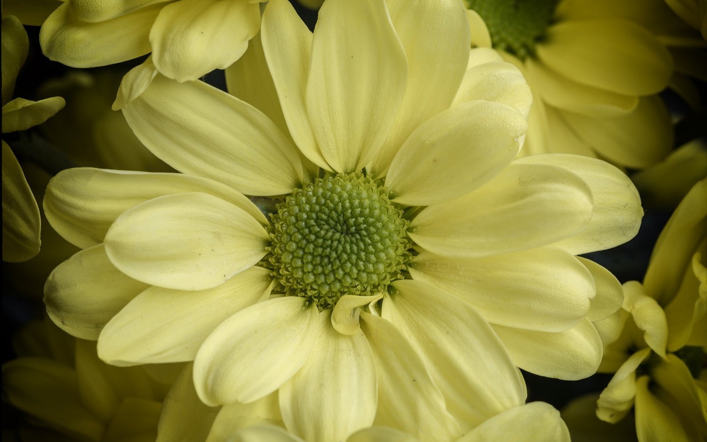 Обои цветы, макро, лепестки, хризантема, flowers, macro, petals, chrysanthemum разрешение 2023x1356 Загрузить