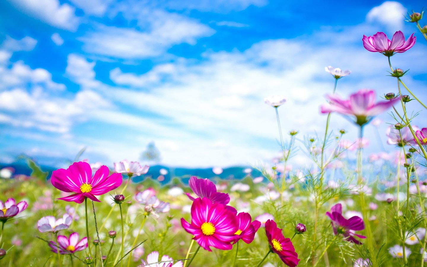 Обои небо, цветы, облака, макро, лето, луг, космея, the sky, flowers, clouds, macro, summer, meadow, kosmeya разрешение 2560x1600 Загрузить