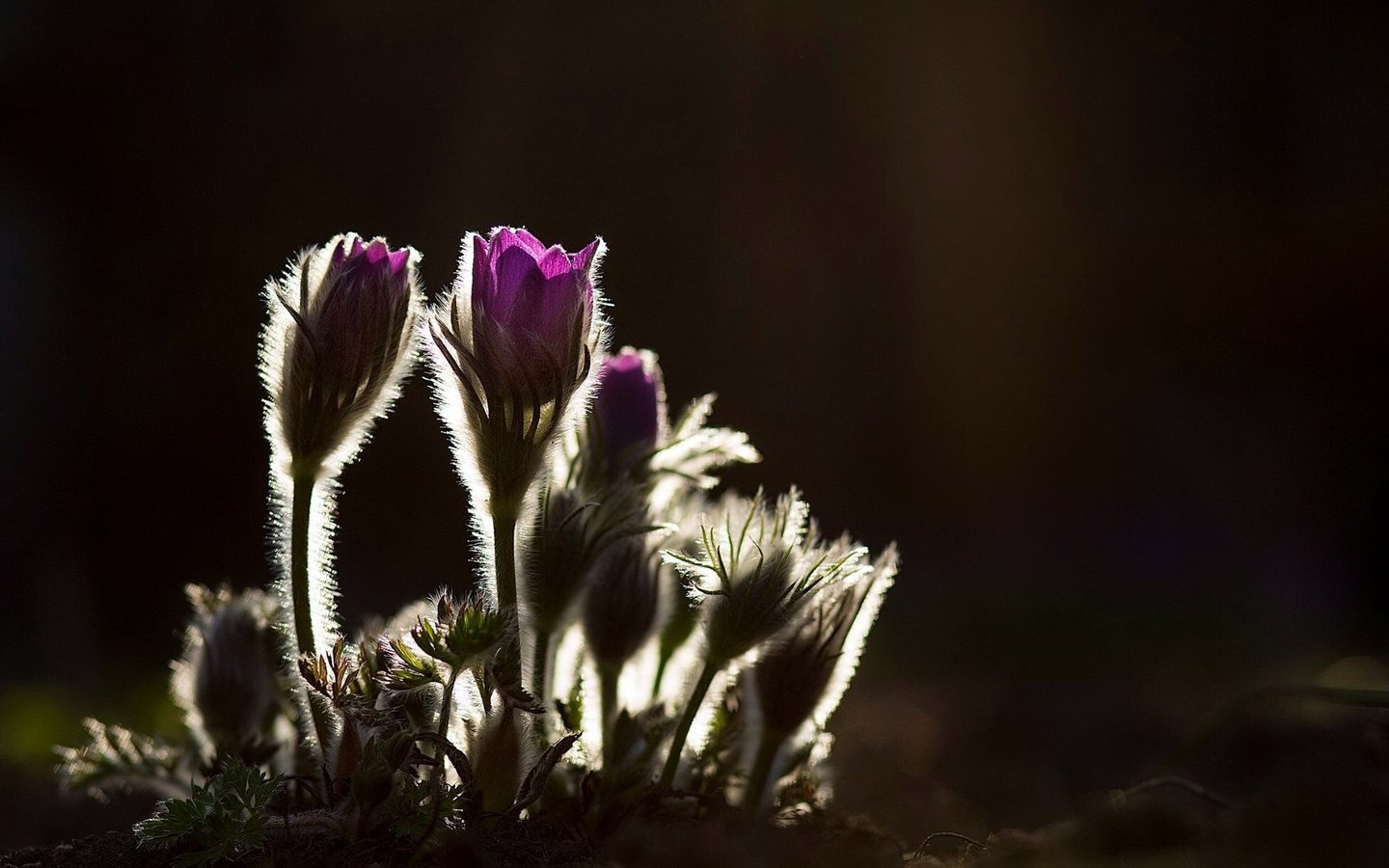 Обои цветы, природа, фон, весна, сон-трава, прострел, flowers, nature, background, spring, sleep-grass, cross разрешение 2048x1218 Загрузить