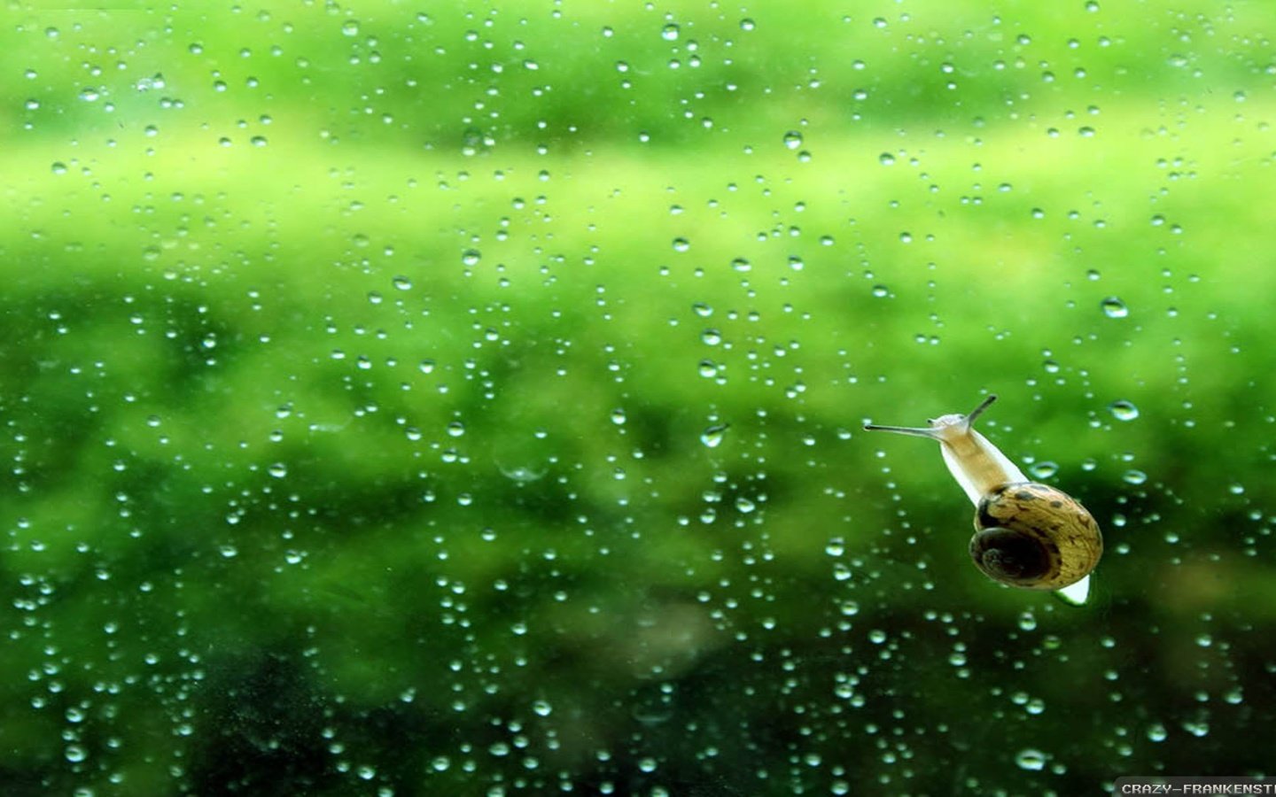 Обои фон, капли, дождь, стекло, улитка, background, drops, rain, glass, snail разрешение 2560x1440 Загрузить