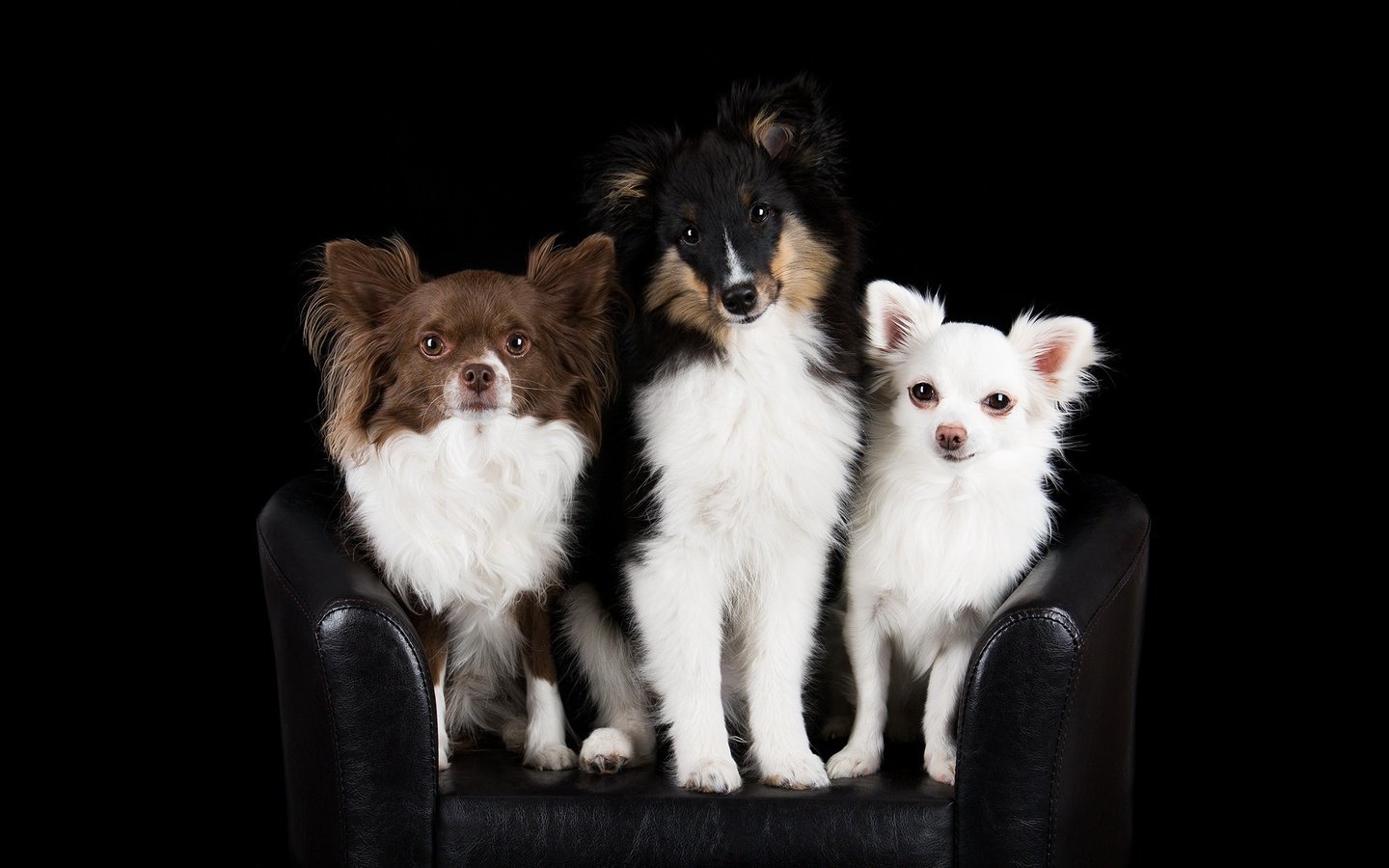 Обои черный фон, кресло, друзья, собаки, чихуахуа, шелти, black background, chair, friends, dogs, chihuahua, sheltie разрешение 2048x1296 Загрузить