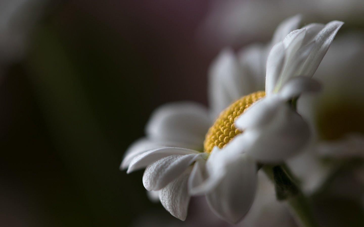 Обои макро, цветок, ромашка, macro, flower, daisy разрешение 6000x4000 Загрузить