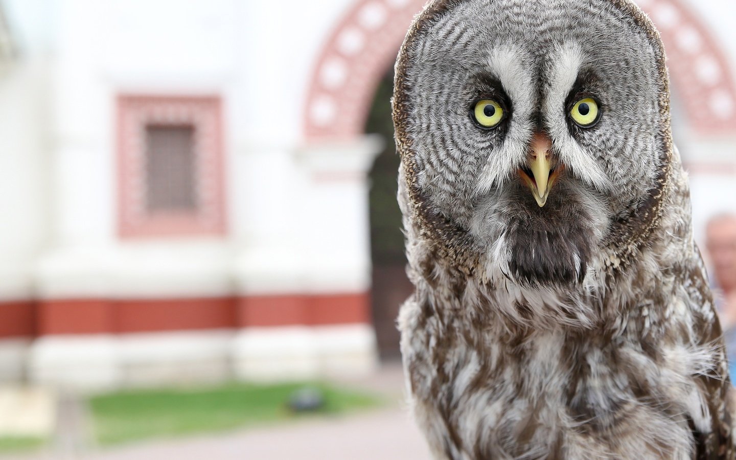 Обои сова, птица, клюв, перья, филин, неясыть, владимир милосердов, owl, bird, beak, feathers, vladimir miloserdov разрешение 3000x2551 Загрузить