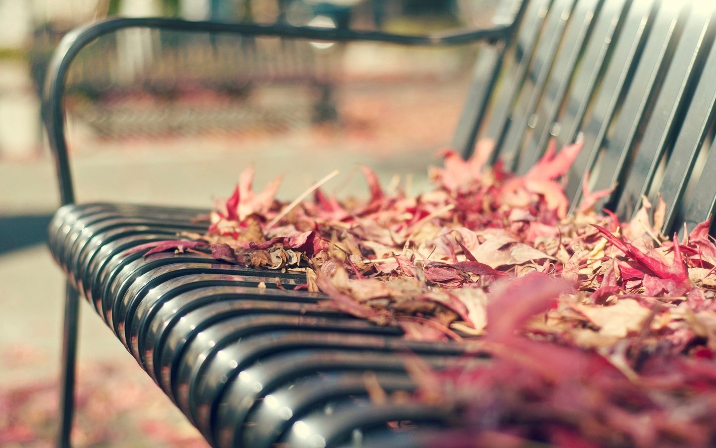 Обои листья, макро, осень, скамейка, листопад, leaves, macro, autumn, bench, falling leaves разрешение 1920x1200 Загрузить