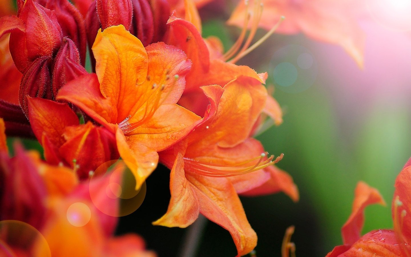 Обои цветы, макро, боке, азалия, рододендрон, flowers, macro, bokeh, azalea, rhododendron разрешение 2048x1360 Загрузить