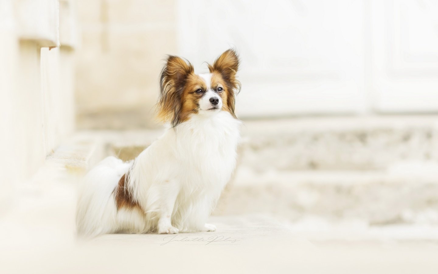 Обои фон, взгляд, собака, папильон, background, look, dog, papillon разрешение 2560x1707 Загрузить