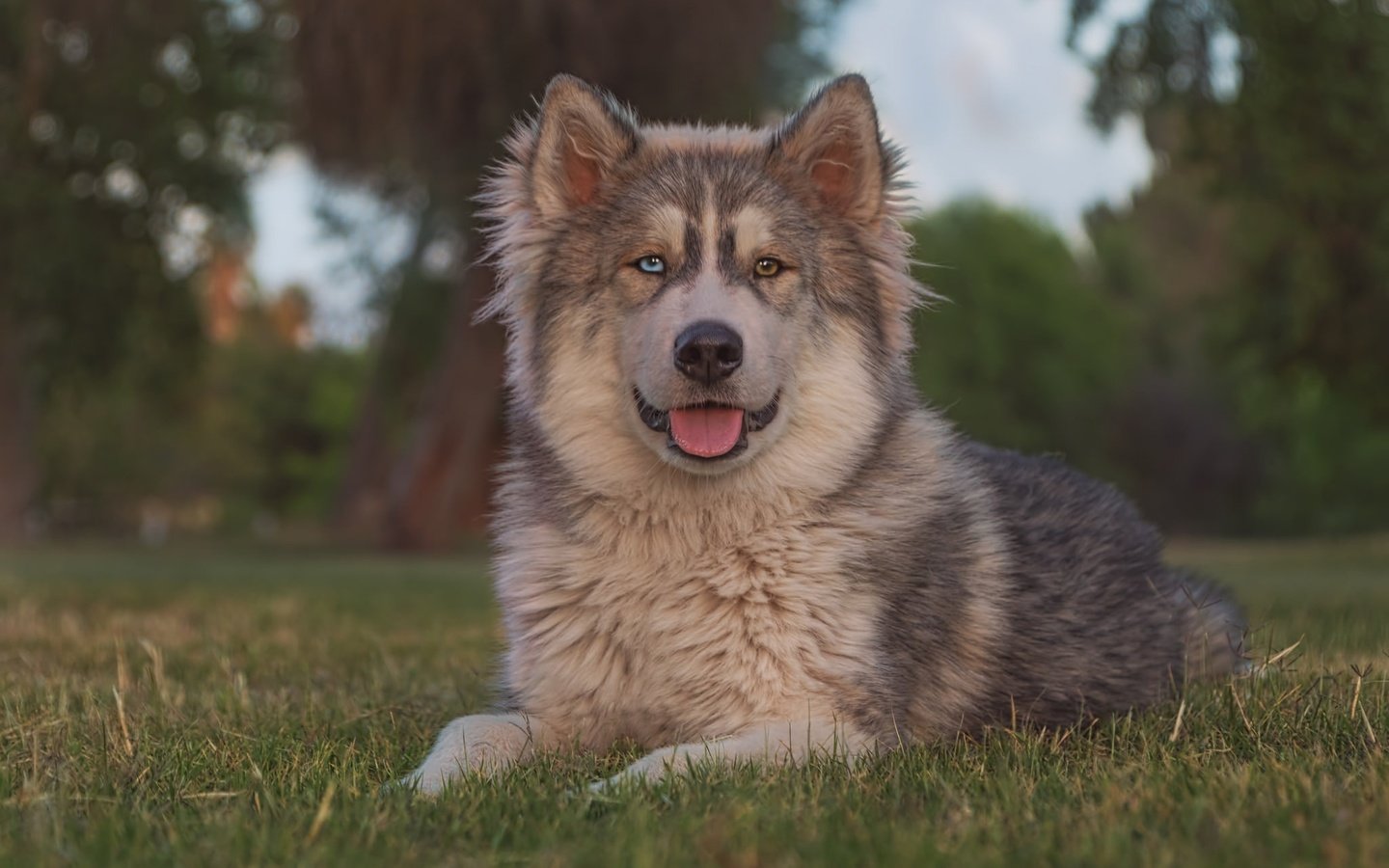 Обои трава, портрет, взгляд, собака, язык, маламут, grass, portrait, look, dog, language, malamute разрешение 2048x1365 Загрузить