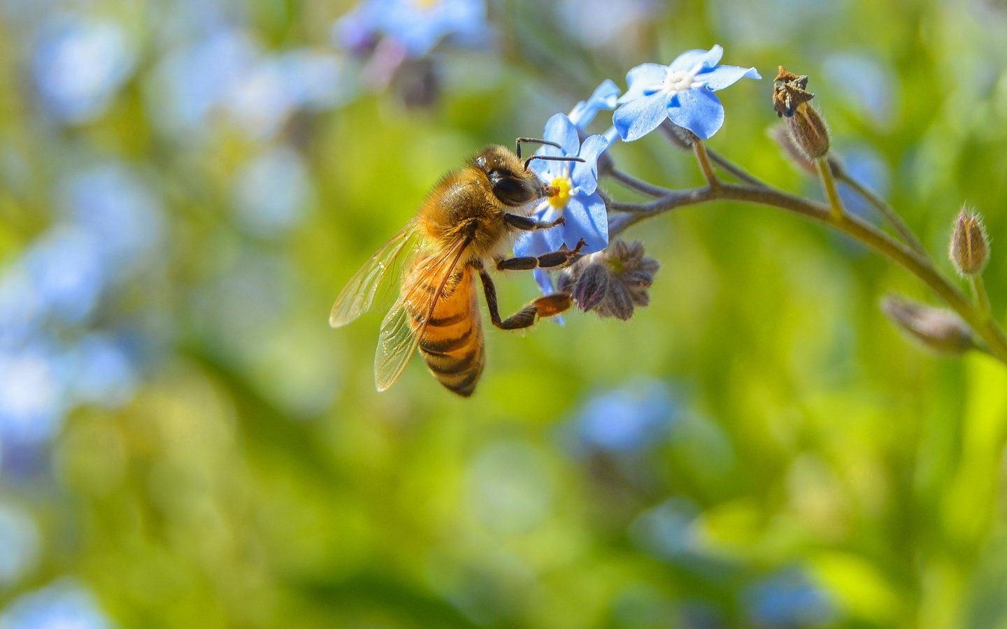 Обои цветы, макро, насекомое, растение, пчела, незабудка, flowers, macro, insect, plant, bee, forget-me-not разрешение 2560x1547 Загрузить