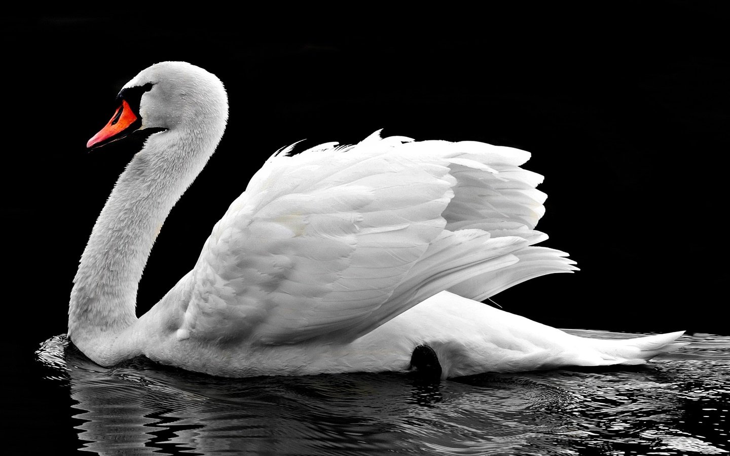 Обои вода, отражение, птица, клюв, черный фон, перья, лебедь, water, reflection, bird, beak, black background, feathers, swan разрешение 4000x2289 Загрузить