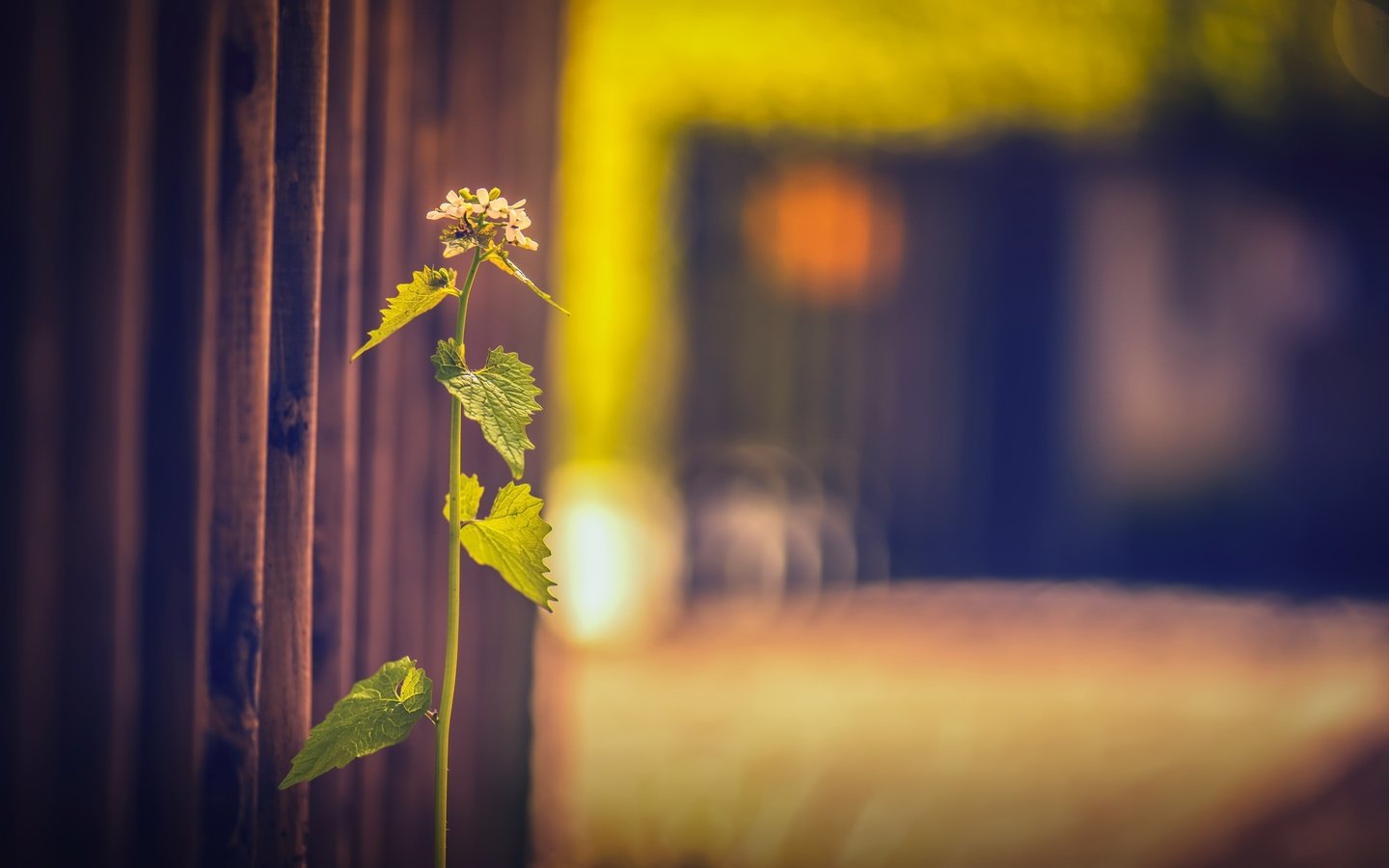 Обои трава, фон, забор, размытость, растение, grass, background, the fence, blur, plant разрешение 2560x1607 Загрузить