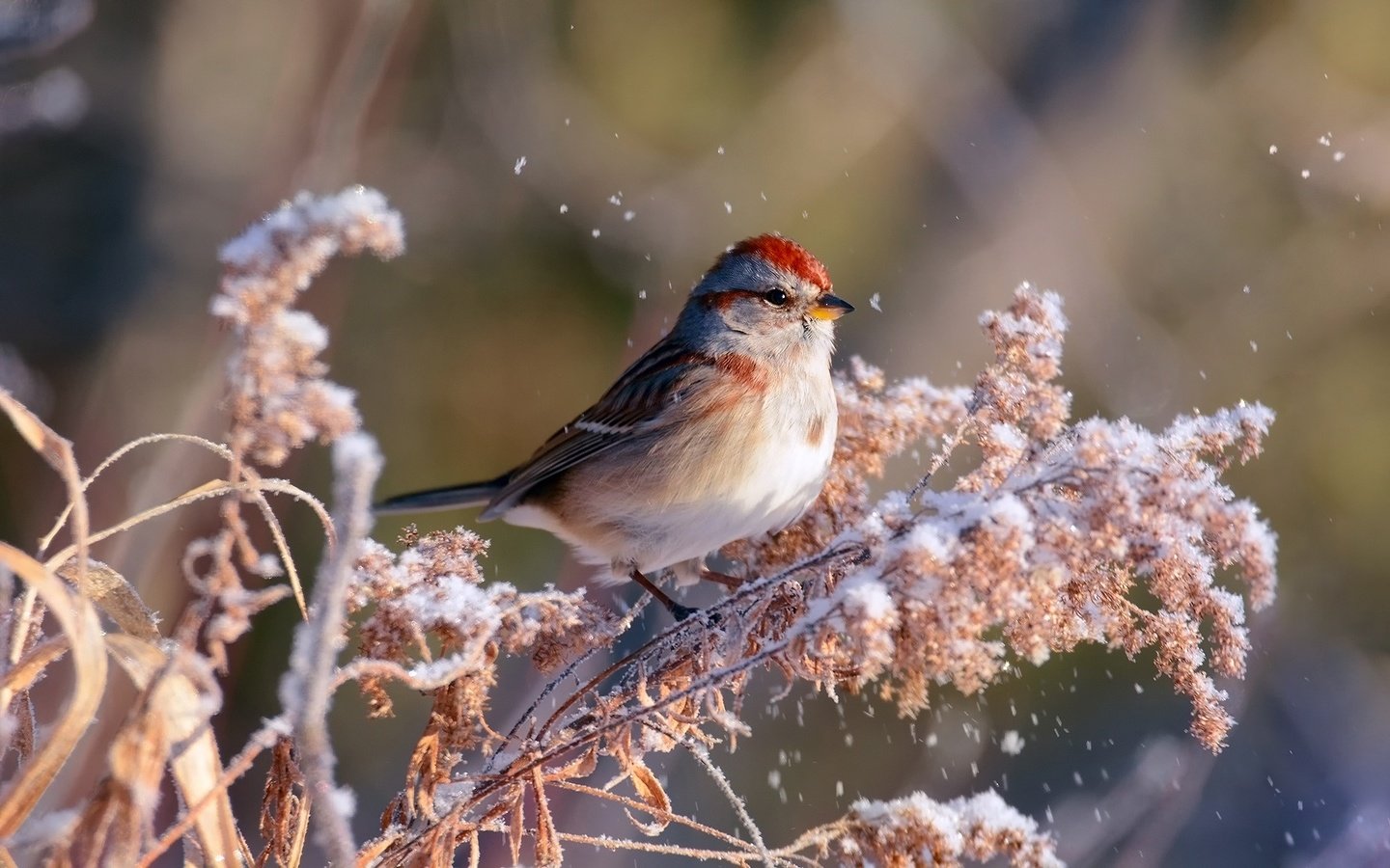 Обои ветка, снег, зима, птица, воробей, боке, kylie maceachern, branch, snow, winter, bird, sparrow, bokeh разрешение 1920x1200 Загрузить