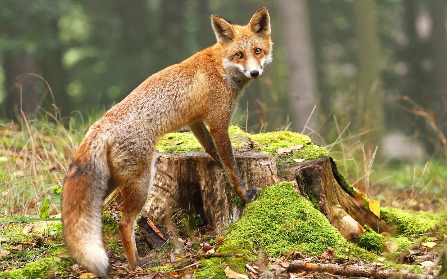Обои взгляд, лиса, мох, лисица, животное, пень, look, fox, moss, animal, stump разрешение 2880x1800 Загрузить