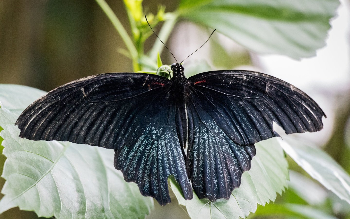 Обои природа, листья, насекомое, бабочка, крылья, nature, leaves, insect, butterfly, wings разрешение 6000x4000 Загрузить