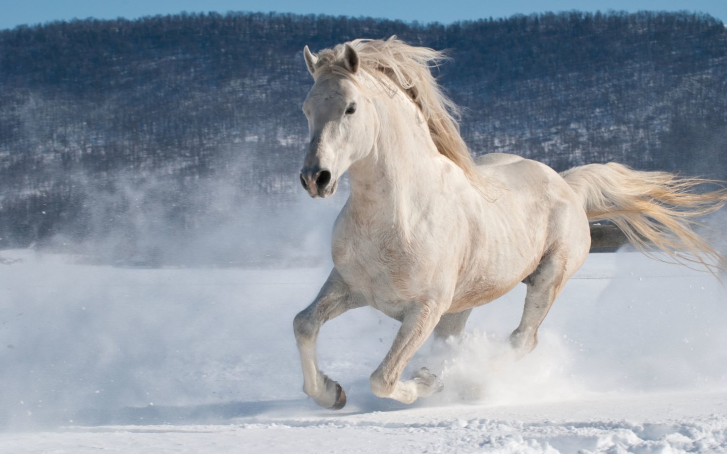 Обои лошадь, снег, зима, конь, бег, жеребец, andrew n dierks, horse, snow, winter, running, stallion разрешение 3872x2592 Загрузить