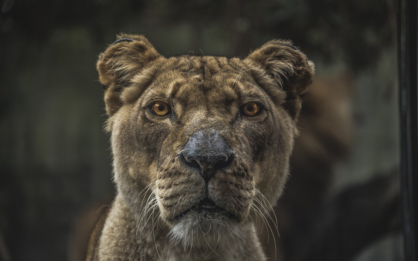 Обои морда, взгляд, хищник, животное, лев, львица, размытие, face, look, predator, animal, leo, lioness, blur разрешение 5472x3648 Загрузить