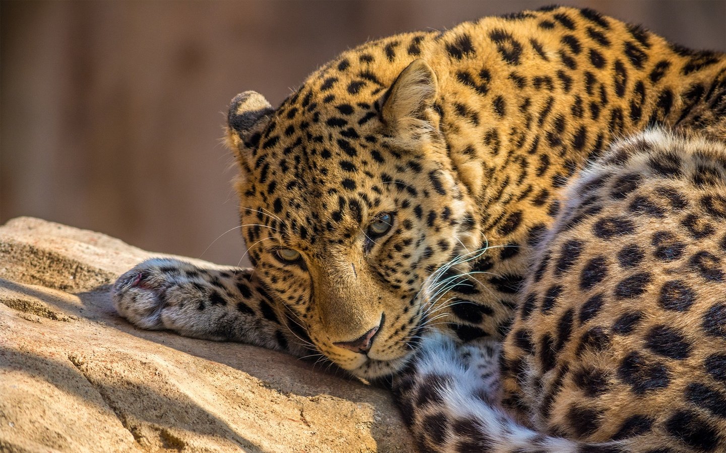 Обои морда, лежит, леопард, хищник, большая кошка, face, lies, leopard, predator, big cat разрешение 2560x1600 Загрузить