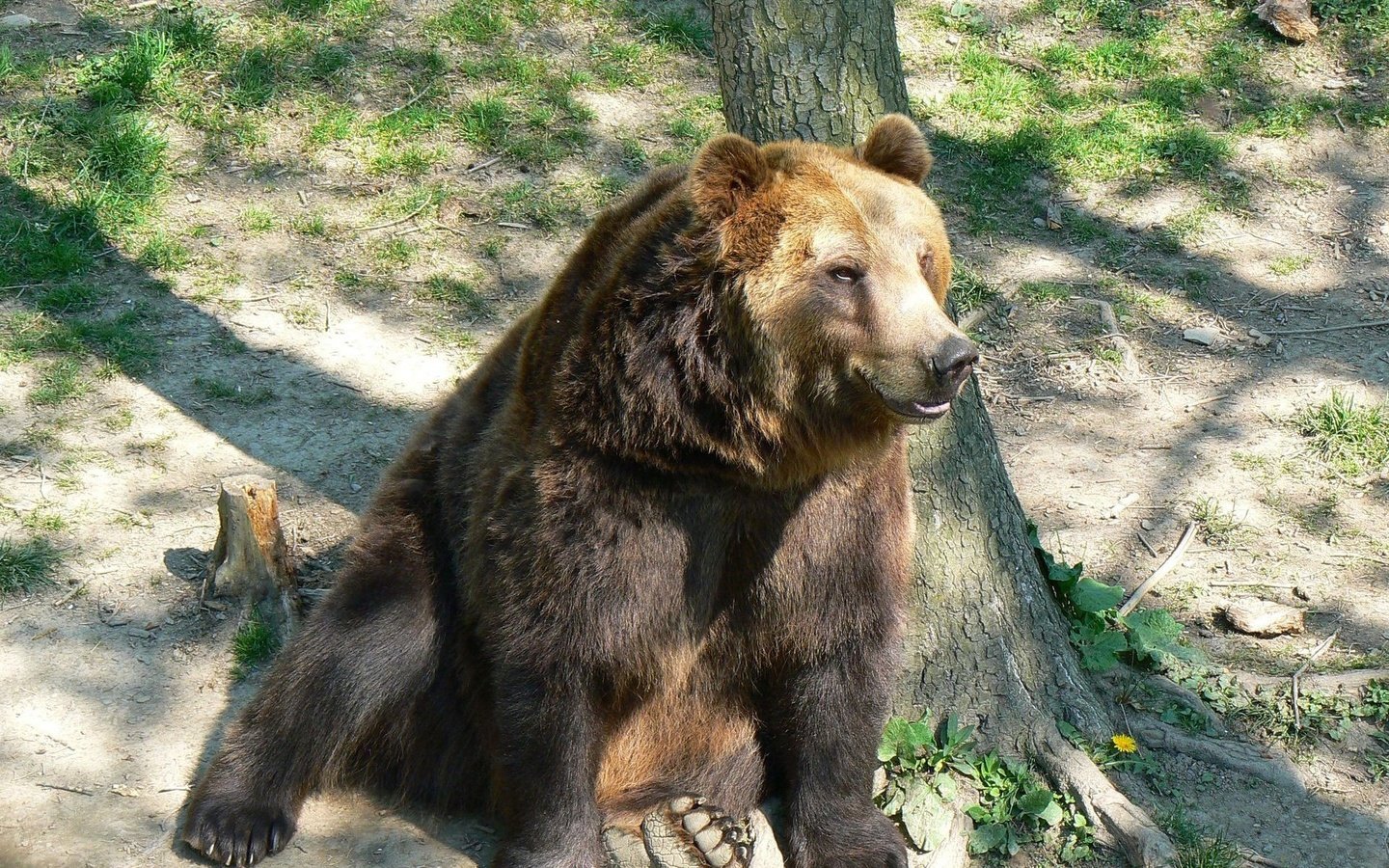 Обои морда, дерево, лапы, медведь, бурый медведь, сидя, face, tree, paws, bear, brown bear, sitting разрешение 1920x1200 Загрузить