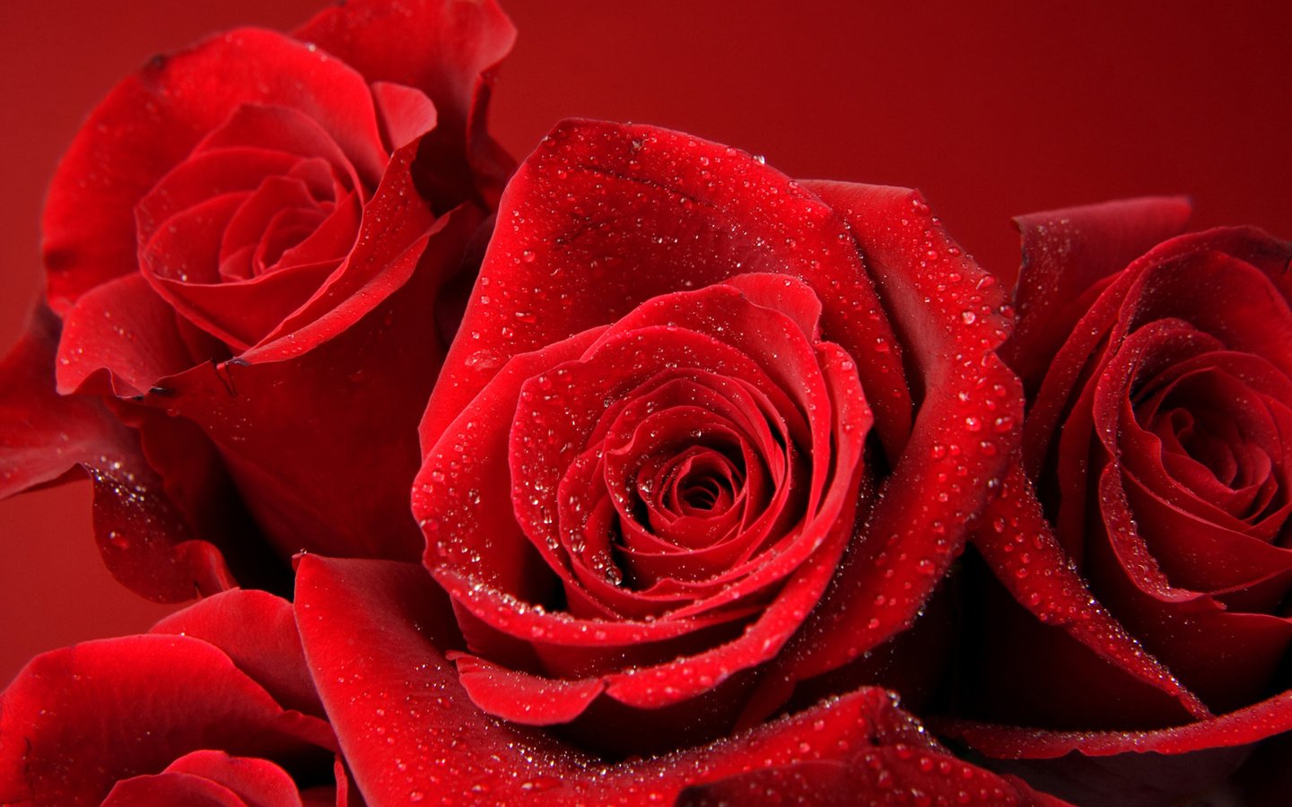 Обои цветы, бутоны, роса, капли, розы, роза, лепестки, красная роза, flowers, buds, rosa, drops, roses, rose, petals, red rose разрешение 1920x1200 Загрузить