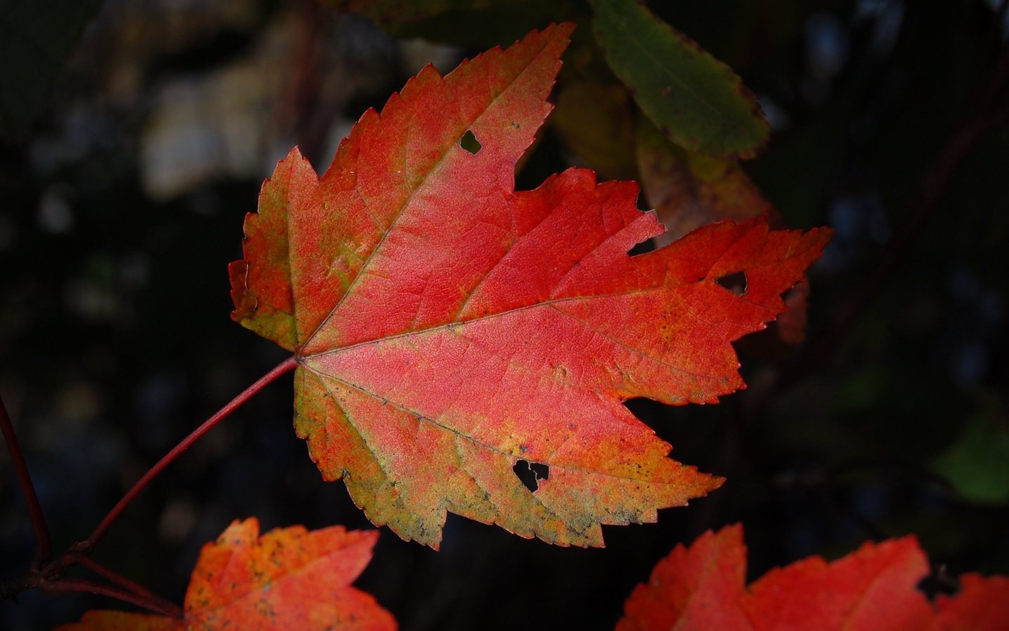 Обои природа, темный фон, кленовый лист, осенние листья, nature, the dark background, maple leaf, autumn leaves разрешение 3008x2000 Загрузить