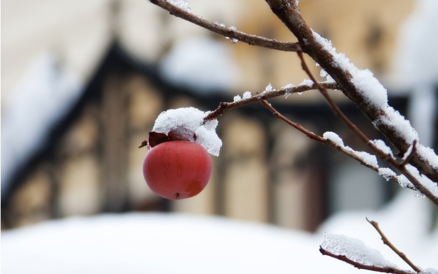 Обои снег, природа, дерево, ветки, фрукты, размытость, яблоко, плоды, snow, nature, tree, branches, fruit, blur, apple разрешение 4096x3072 Загрузить