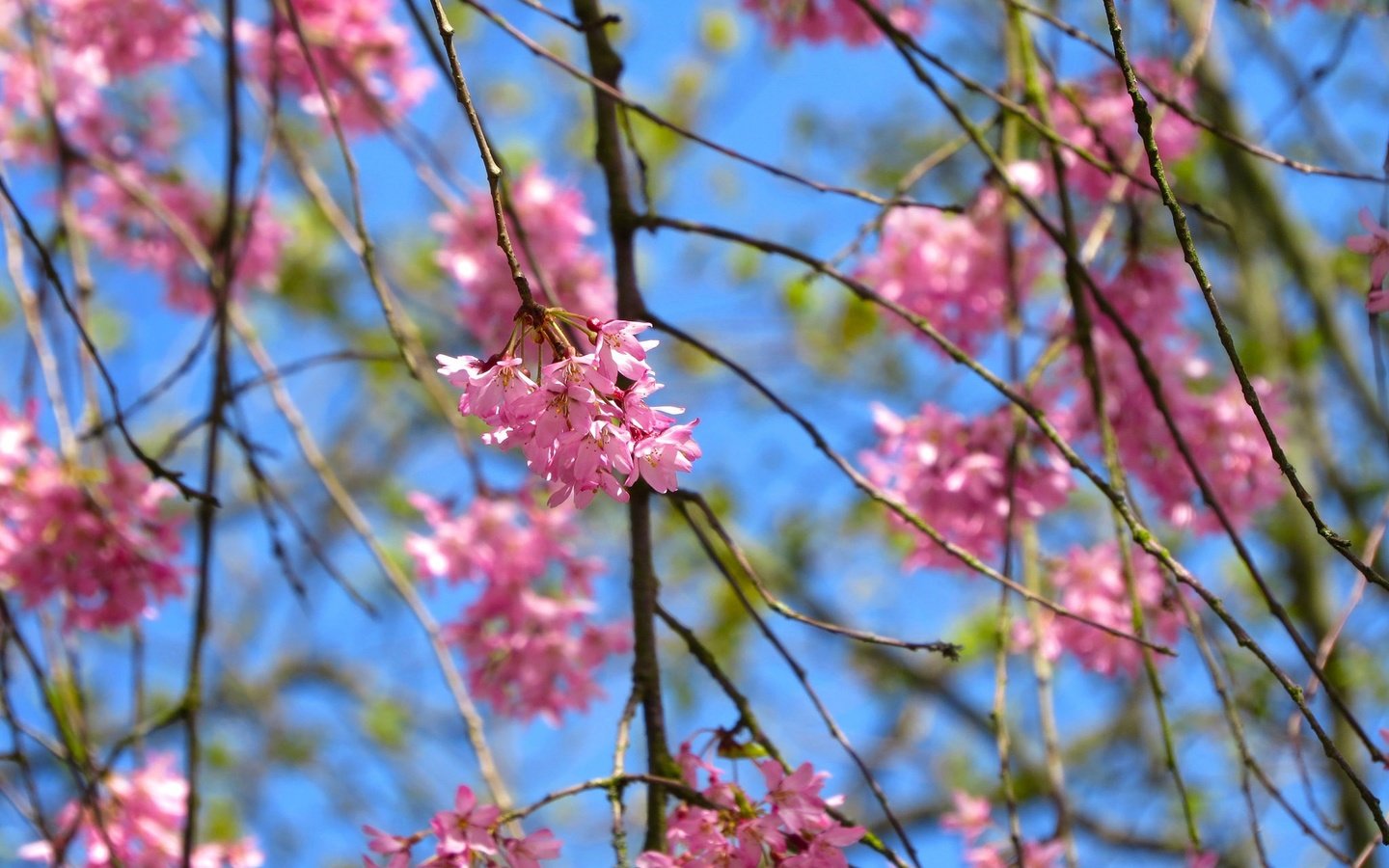 Обои небо, природа, дерево, цветение, листья, ветки, лепестки, весна, the sky, nature, tree, flowering, leaves, branches, petals, spring разрешение 2048x1536 Загрузить