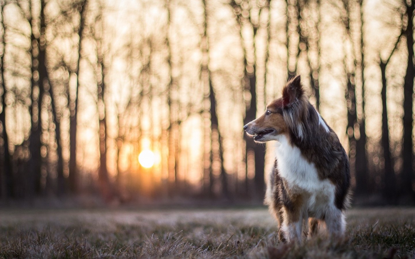 Обои природа, собака, профиль, колли, солнечный свет, nature, dog, profile, collie, sunlight разрешение 1920x1200 Загрузить