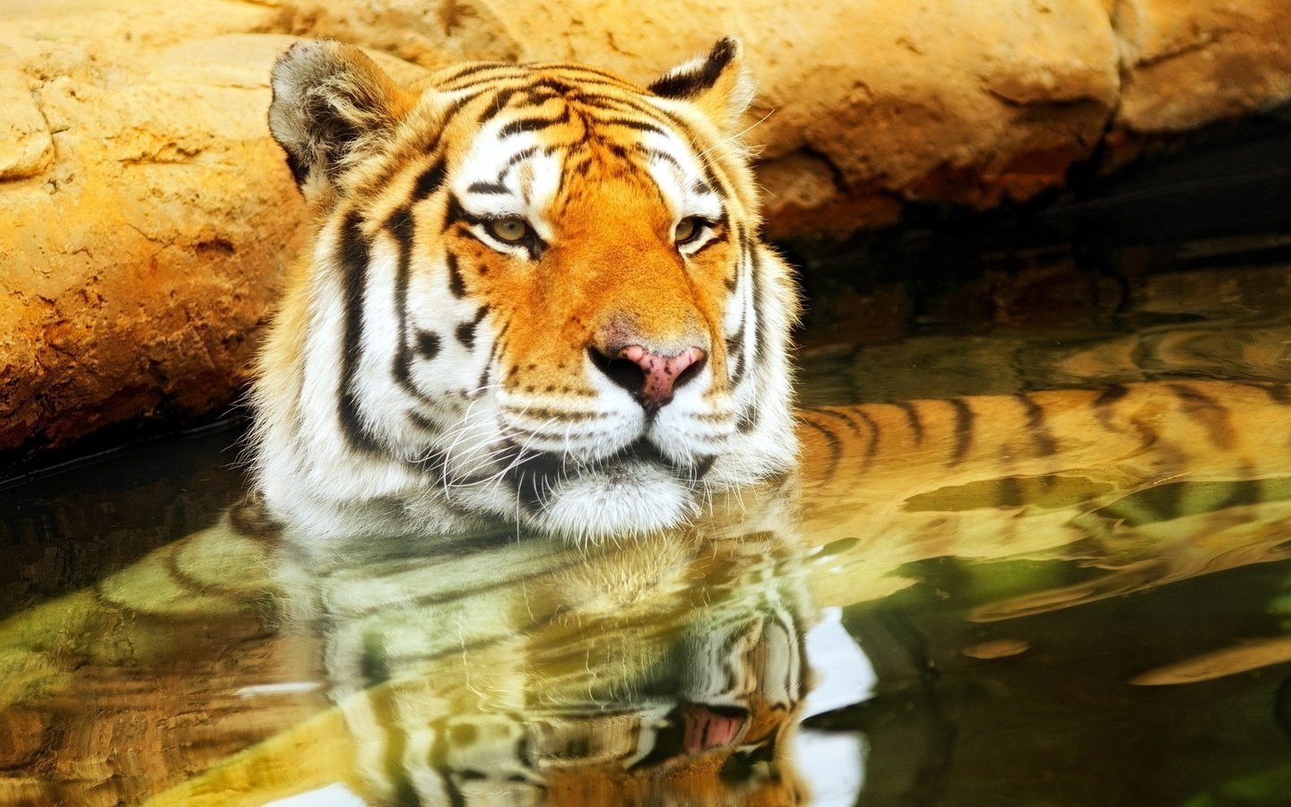 Обои тигр, морда, вода, усы, кошка, взгляд, хищник, tiger, face, water, mustache, cat, look, predator разрешение 1920x1200 Загрузить