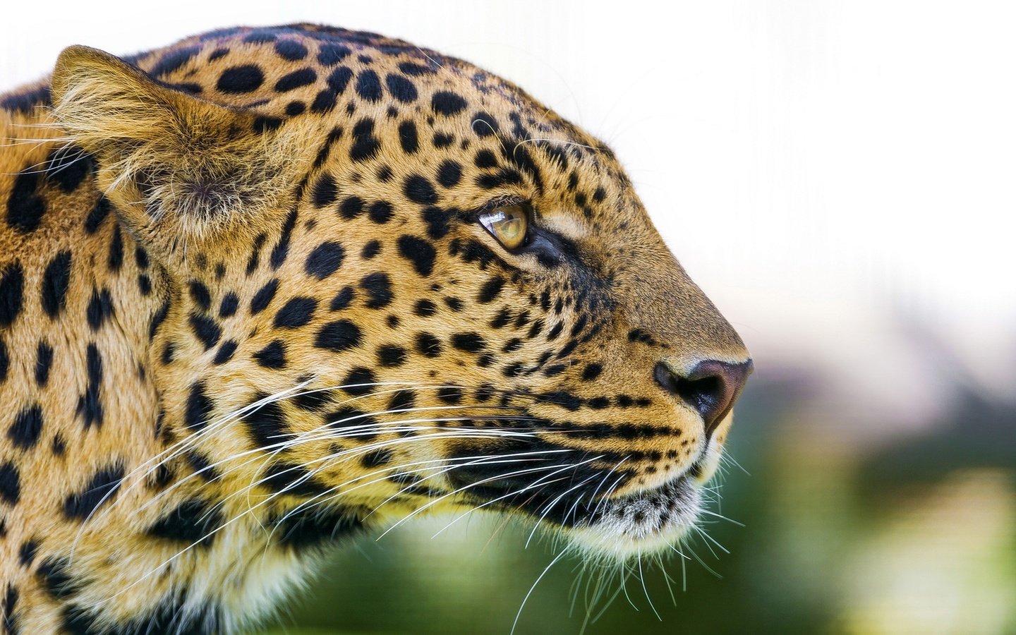 Обои морда, леопард, хищник, профиль, большая кошка, face, leopard, predator, profile, big cat разрешение 2560x1440 Загрузить