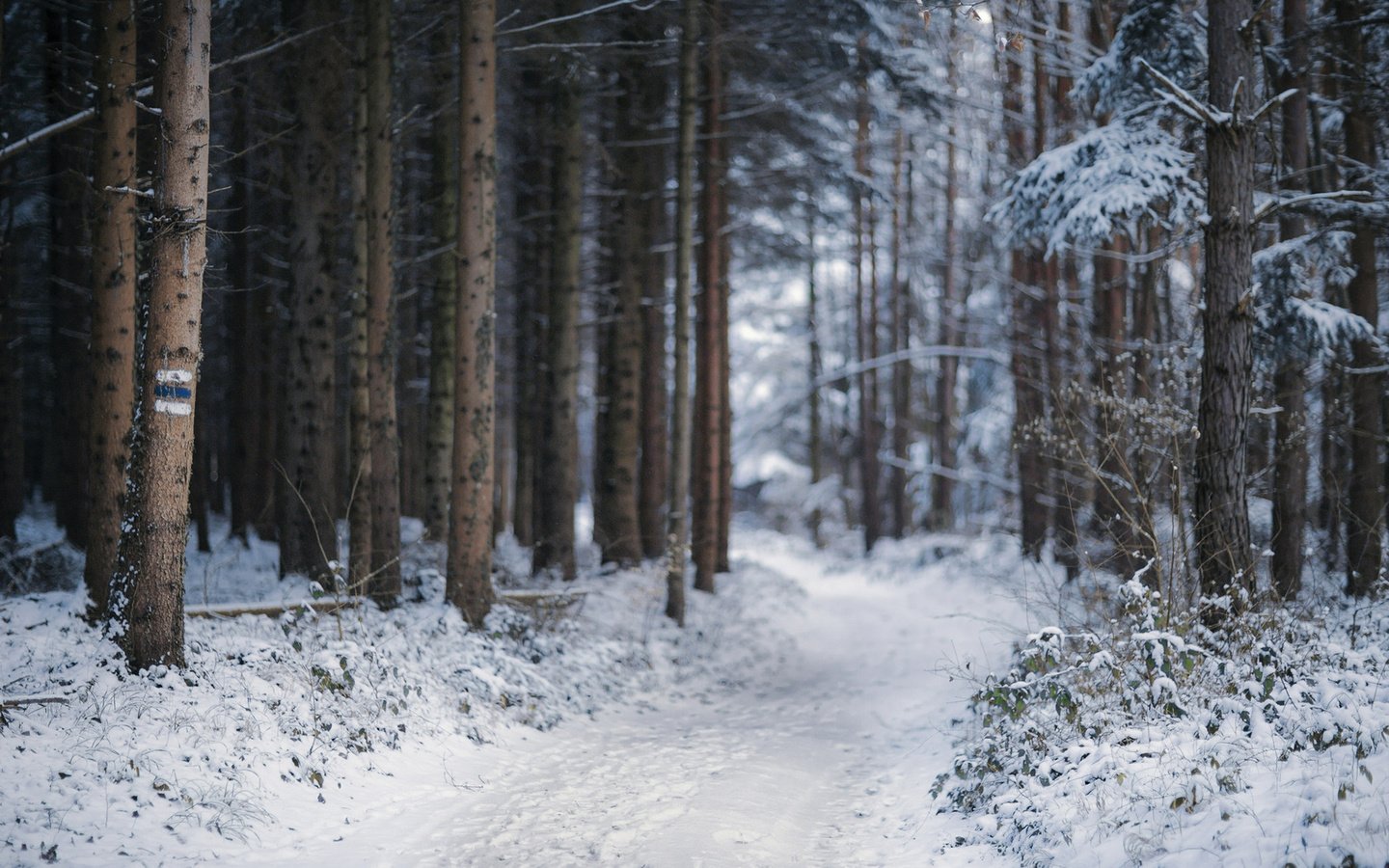 Обои деревья, снег, природа, лес, зима, тропинка, trees, snow, nature, forest, winter, path разрешение 1920x1200 Загрузить