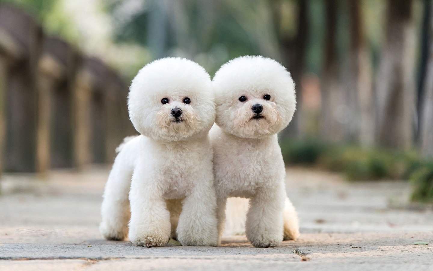 Обои взгляд, пудель, собаки, мордочки, бишон фризе, look, poodle, dogs, faces, bichon frise разрешение 1920x1200 Загрузить