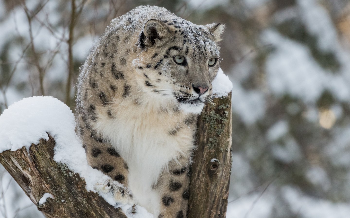 Обои снег, зима, снежный барс, ирбис, барс, дикая кошка, snow, winter, snow leopard, irbis, bars, wild cat разрешение 2560x1600 Загрузить