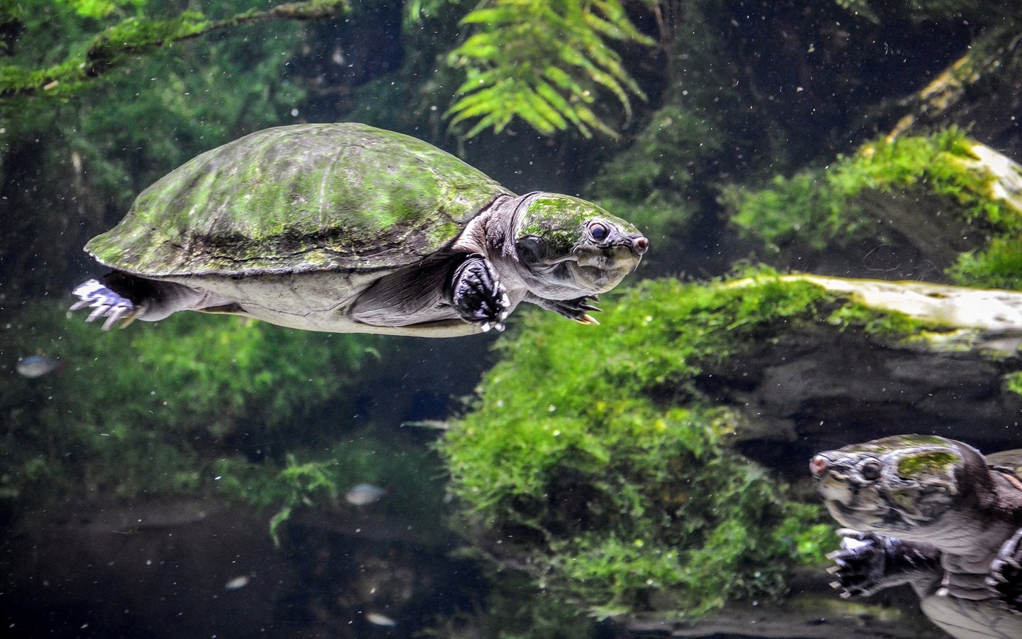Обои черепаха, подводный мир, черепахи, пресмыкающиеся, turtle, underwater world, turtles, reptiles разрешение 2560x1440 Загрузить