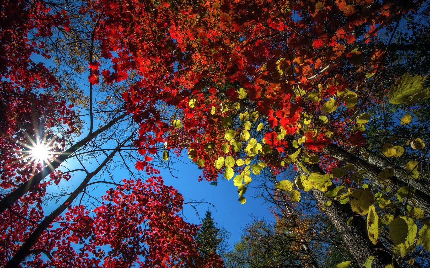 Обои небо, деревья, природа, лес, листья, осень, vitaly berkov, the sky, trees, nature, forest, leaves, autumn разрешение 1920x1200 Загрузить