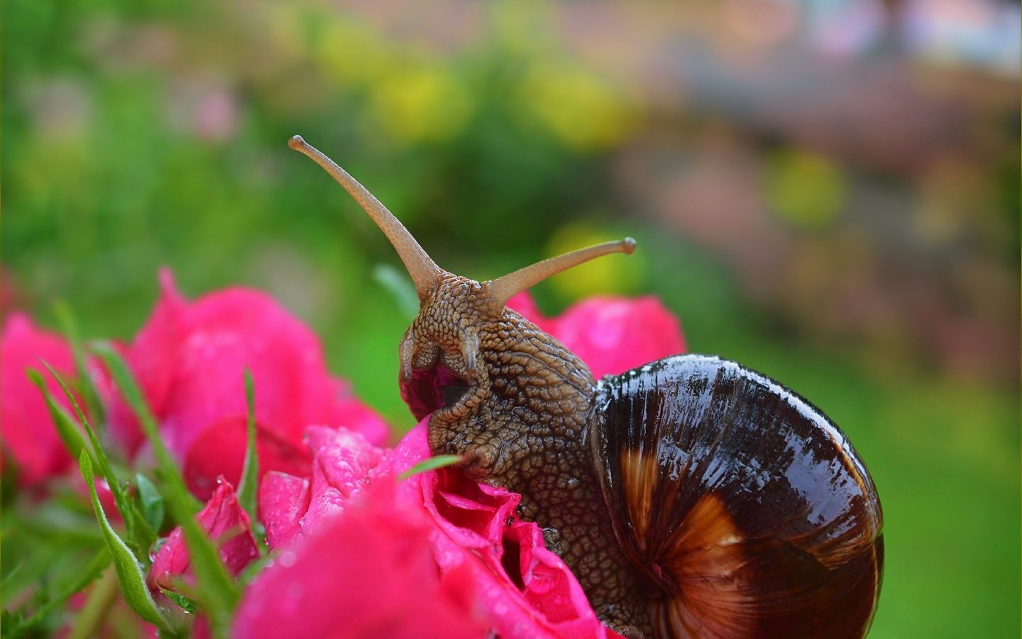 Обои цветы, макро, розы, улитка,  , flowers, macro, roses, snail разрешение 3004x1901 Загрузить