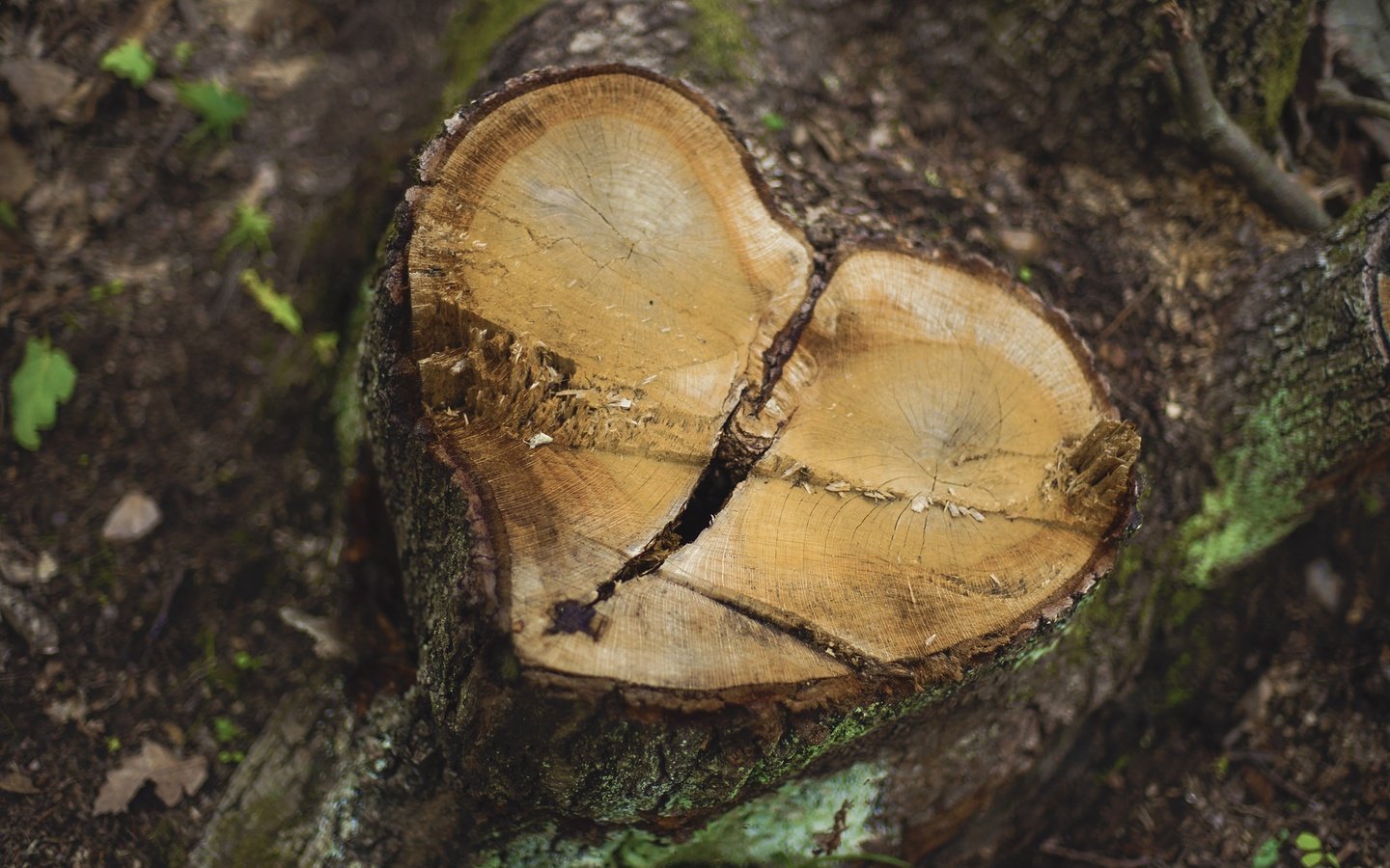 Обои природа, дерево, фон, сердце, пень, пенек, nature, tree, background, heart, stump разрешение 2048x1365 Загрузить