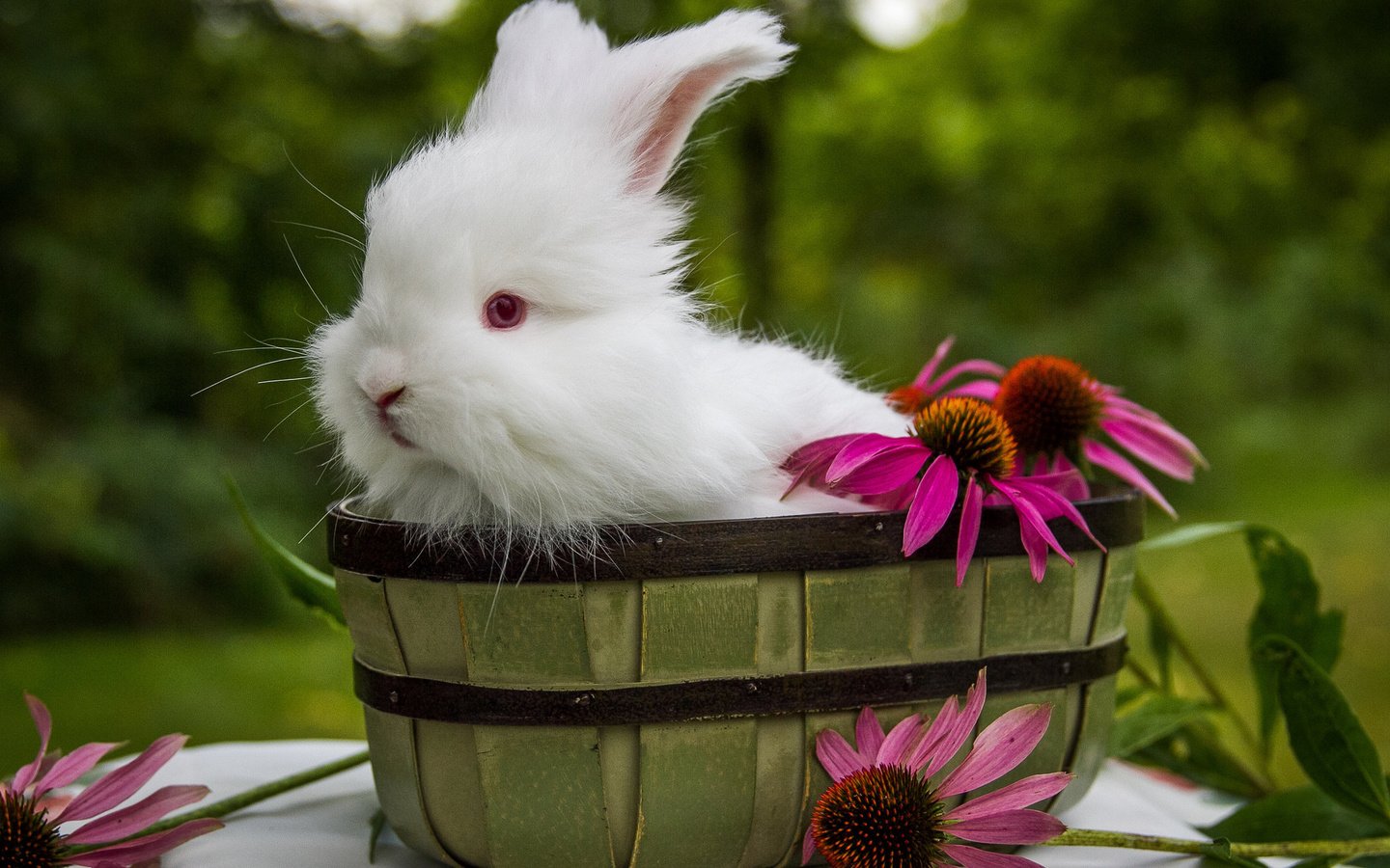 Обои цветы, ушки, кролик, животное, корзинка, зайчик, ведро, flowers, ears, rabbit, animal, basket, bunny, bucket разрешение 2048x1365 Загрузить