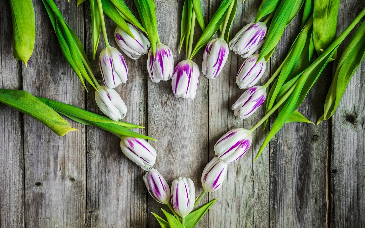 Обои цветы, сердце, доски, тюльпаны, flowers, heart, board, tulips разрешение 2048x1365 Загрузить