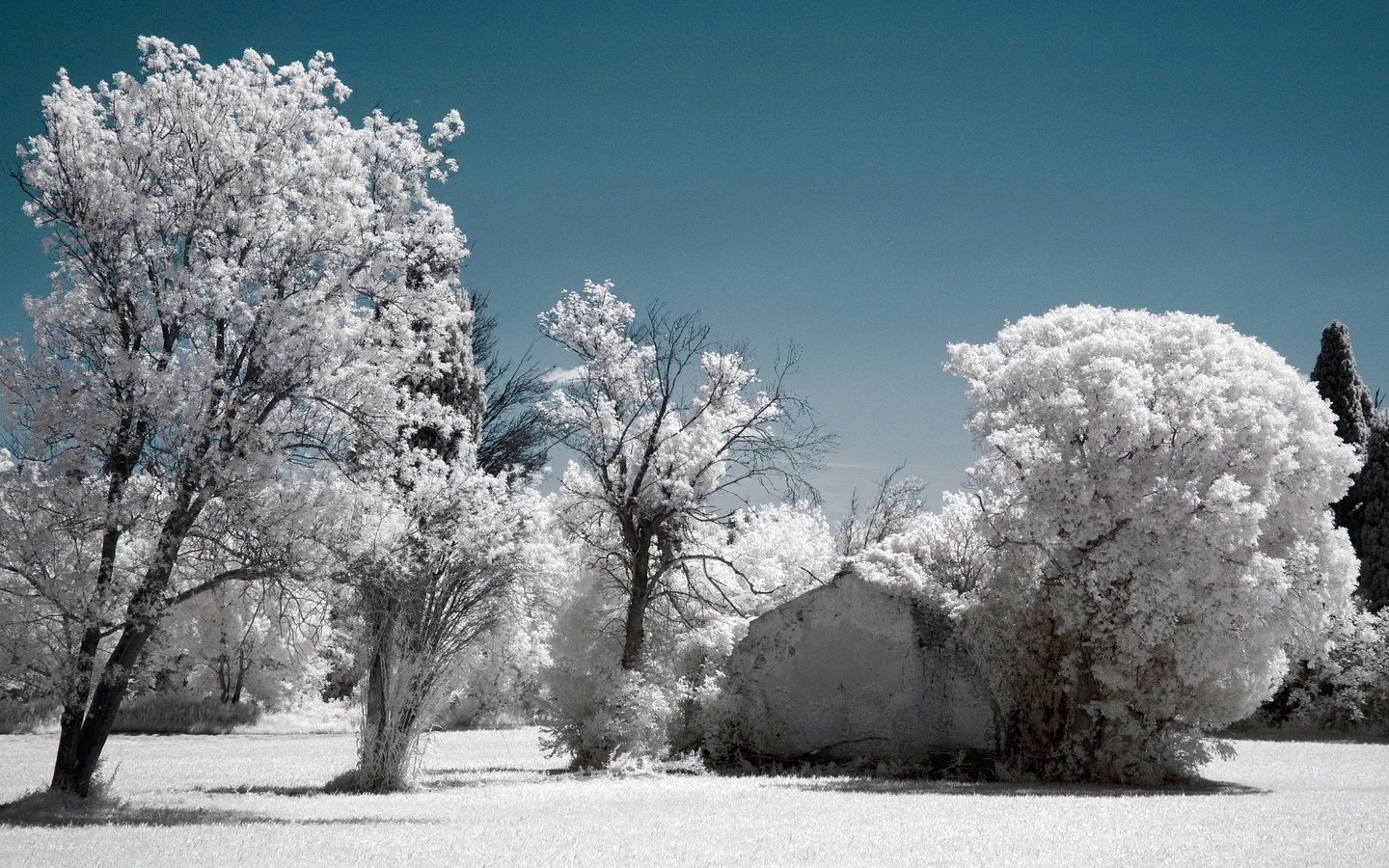Обои небо, деревья, снег, зима, иней, инфракрасный снимок, the sky, trees, snow, winter, frost, infrared the разрешение 2048x1356 Загрузить