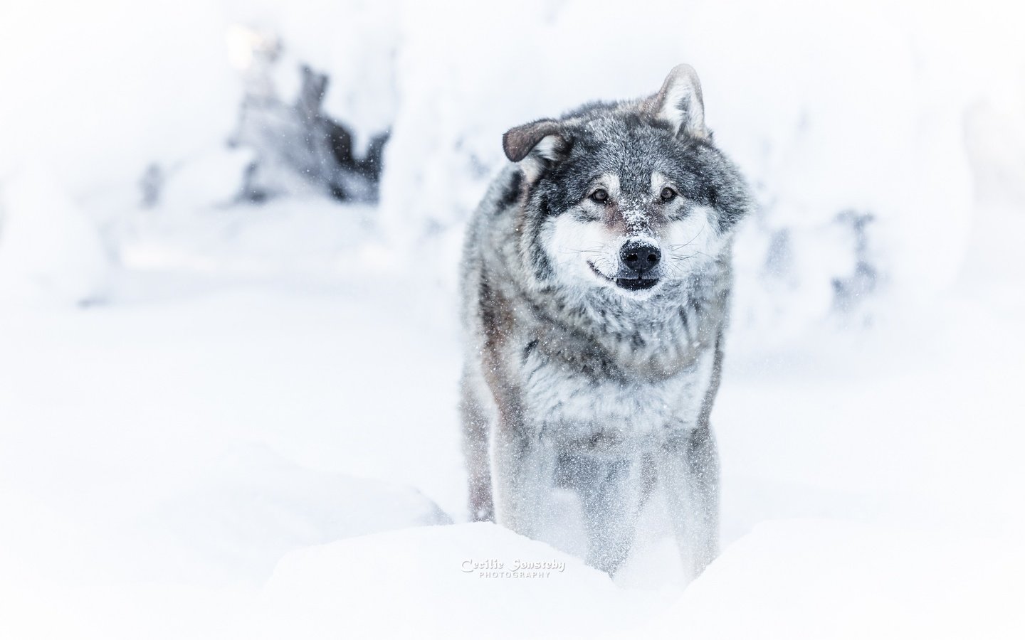 Обои морда, снег, зима, взгляд, хищник, волк, face, snow, winter, look, predator, wolf разрешение 2048x1365 Загрузить