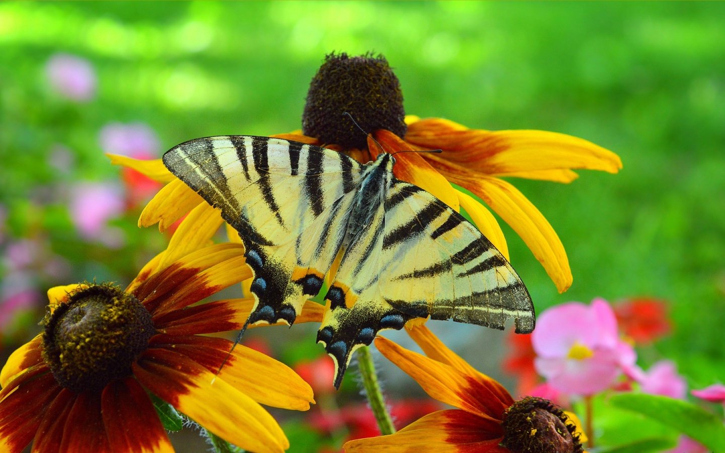 Обои цветы, насекомое, бабочка, крылья, рудбекия, flowers, insect, butterfly, wings, rudbeckia разрешение 3002x1791 Загрузить