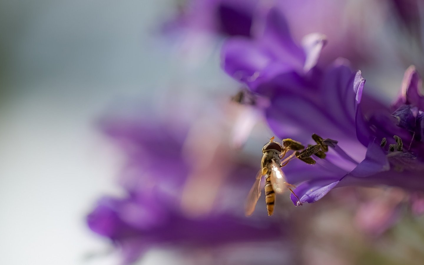 Обои фон, цветок, крылья, размытость, оса, жало, background, flower, wings, blur, osa, sting разрешение 2072x1080 Загрузить