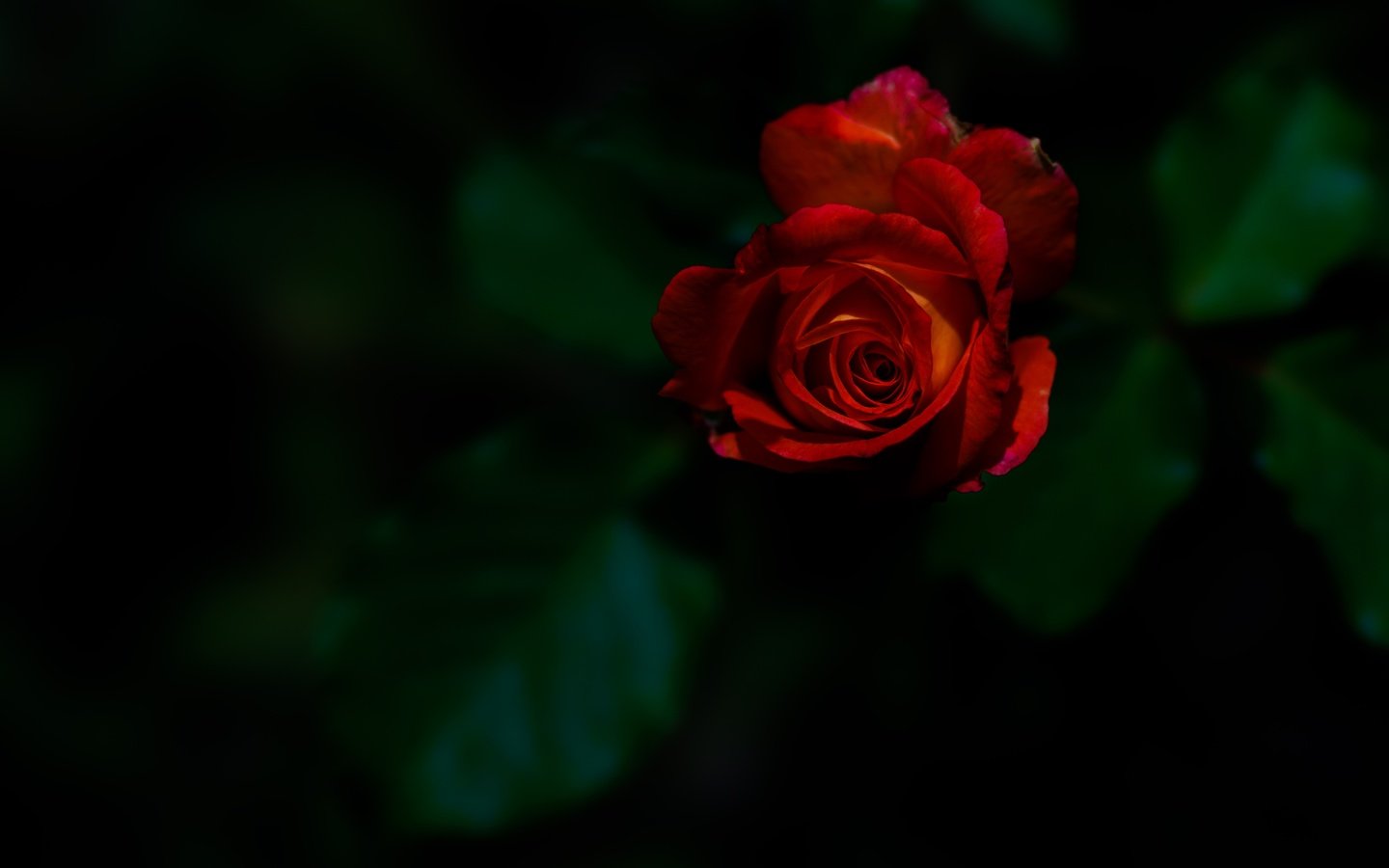 Обои цветок, роза, бутон, темный фон, красная роза, flower, rose, bud, the dark background, red rose разрешение 7952x5304 Загрузить