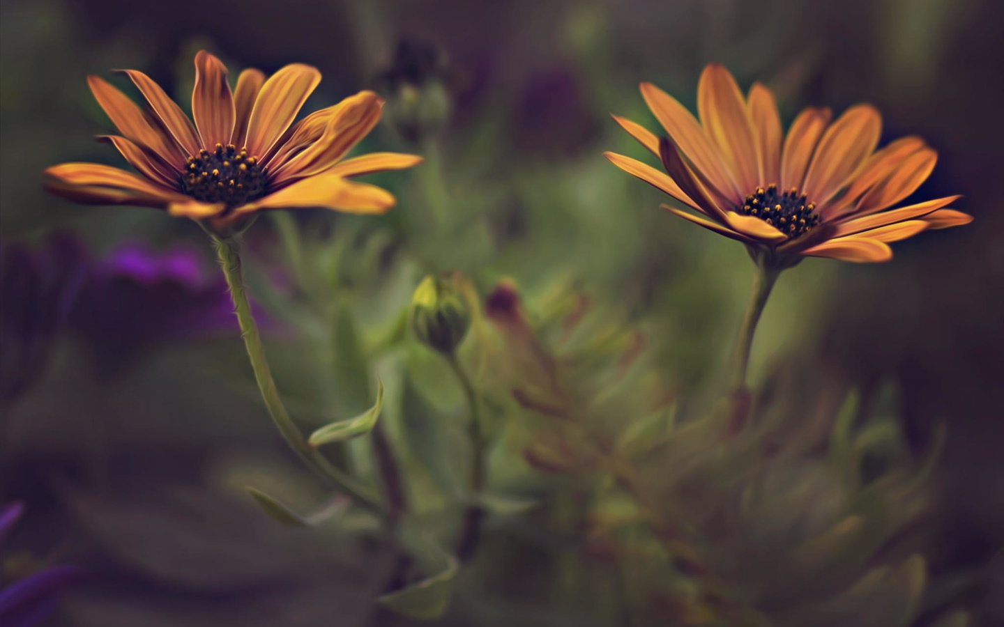 Обои цветы, лепестки, размытость, стебли, dina telhami, остеоспермум, flowers, petals, blur, stems, osteospermum разрешение 2048x1365 Загрузить