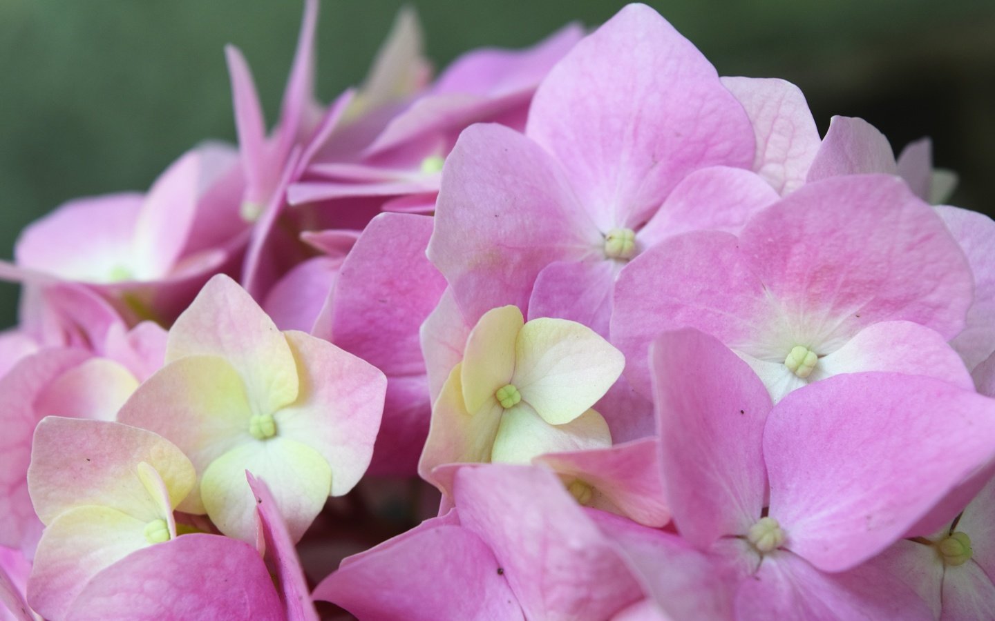 Обои цветок, розовый, нежный, гортензия, flower, pink, gentle, hydrangea разрешение 6000x4000 Загрузить