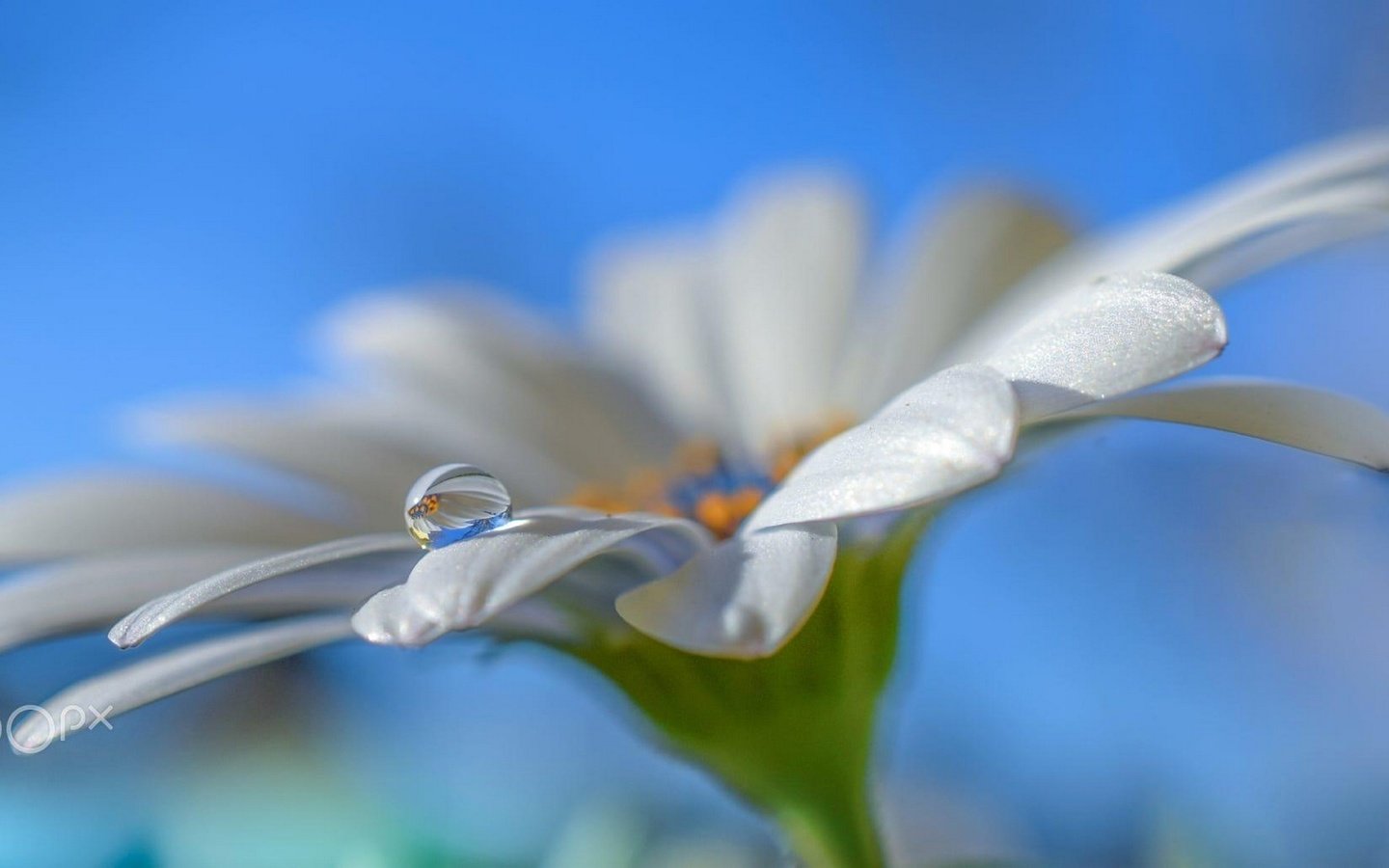 Обои небо, макро, цветок, капля, лепестки, белый, ромашка, aylin in the dropland, the sky, macro, flower, drop, petals, white, daisy разрешение 2097x1080 Загрузить