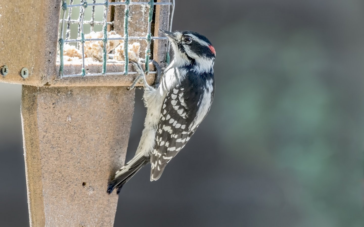 Обои птица, клюв, перья, дятел, кормушка, bird, beak, feathers, woodpecker, feeder разрешение 1920x1290 Загрузить