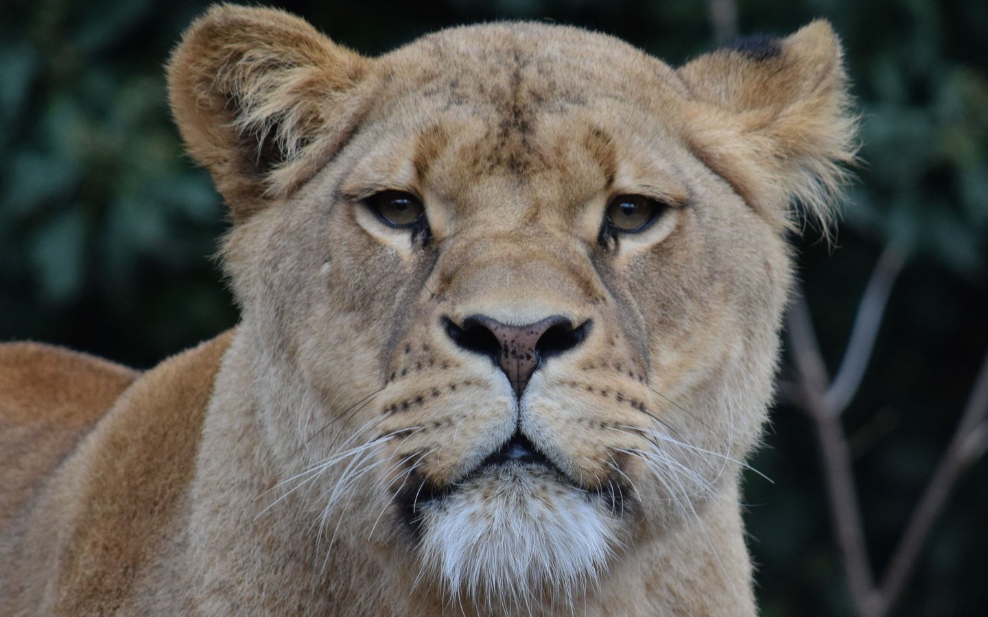 Обои морда, взгляд, хищник, лев, львица, дикая кошка, face, look, predator, leo, lioness, wild cat разрешение 3915x2610 Загрузить