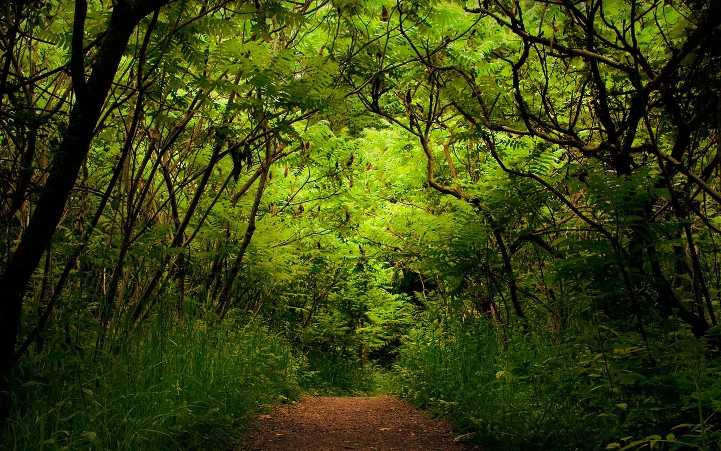 Обои деревья, зелень, лес, дорожка, кусты, trees, greens, forest, track, the bushes разрешение 1920x1080 Загрузить