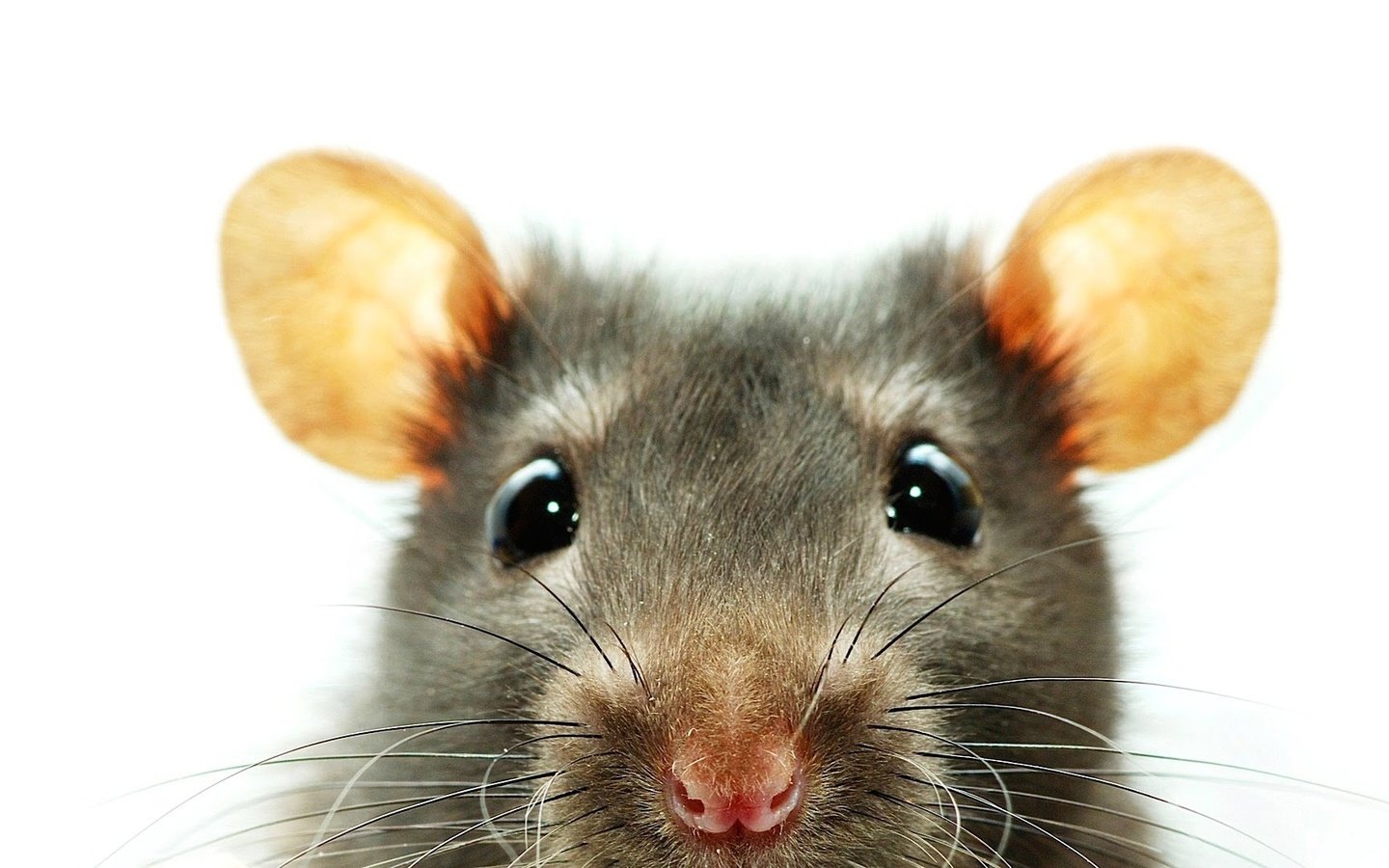 Обои глаза, уши, крыса, грызун, eyes, ears, rat, rodent разрешение 1920x1080 Загрузить