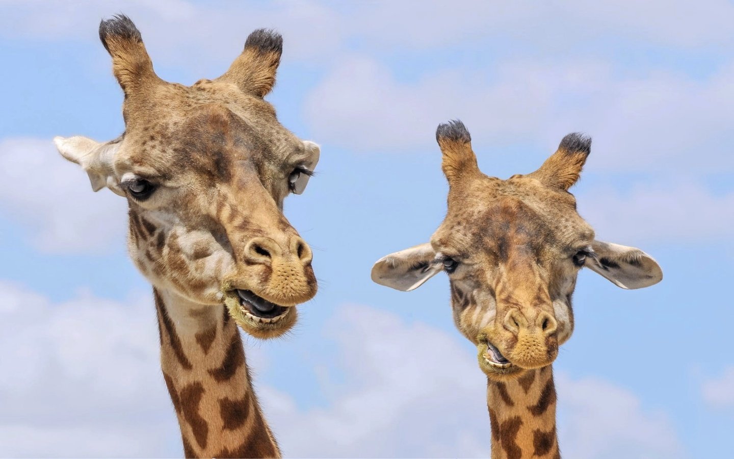 Обои животные, жираф, дикая природа, жирафы, animals, giraffe, wildlife, giraffes разрешение 1920x1200 Загрузить